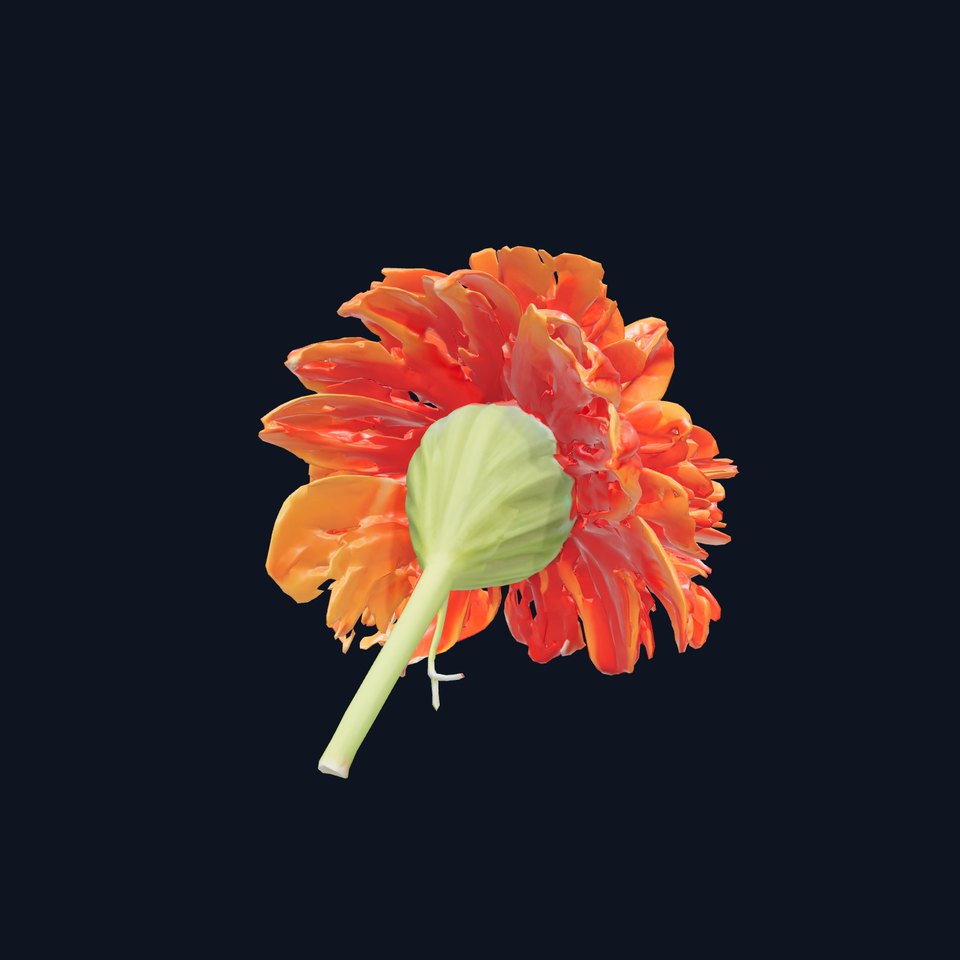 Dianthus Orange Flower Blooms model pack