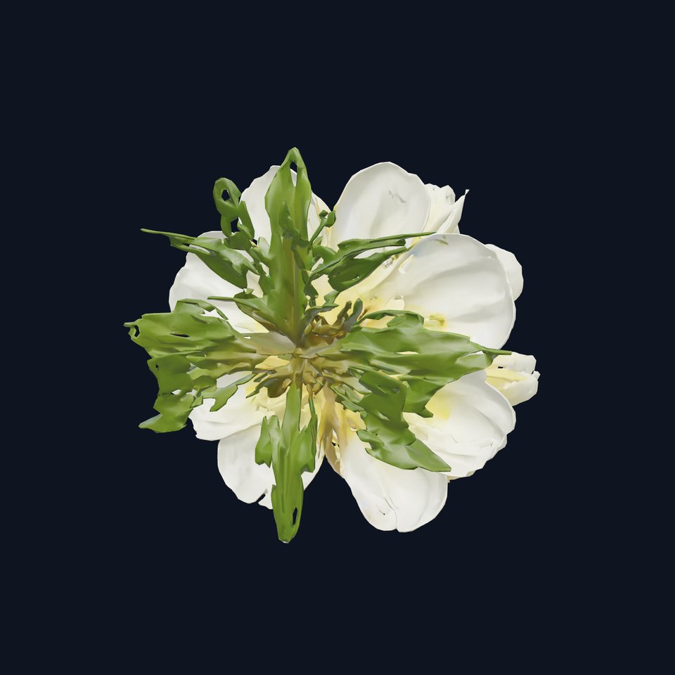 Dianthus White Blossom Detailed Model Pack