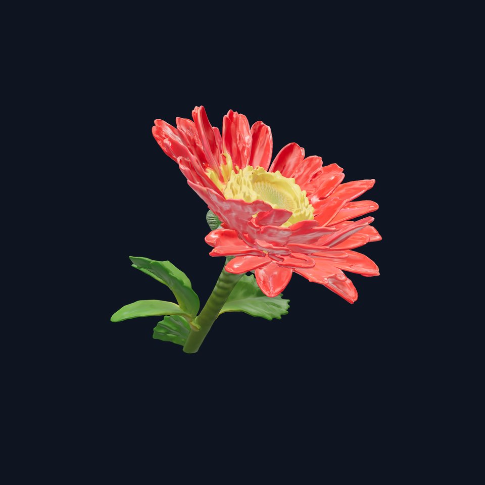 Leucanthemum Red Bloom Realistic Flower model pack
