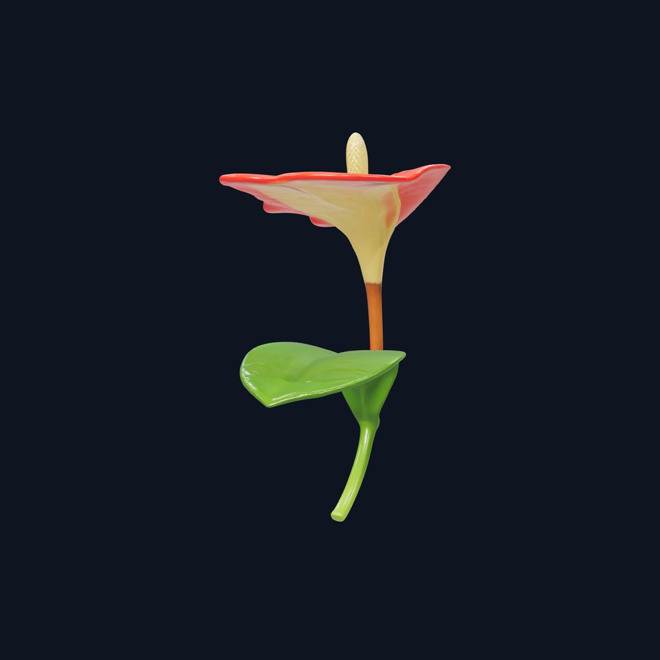 Miniature Anthurium Minor with Bright Petals model pack