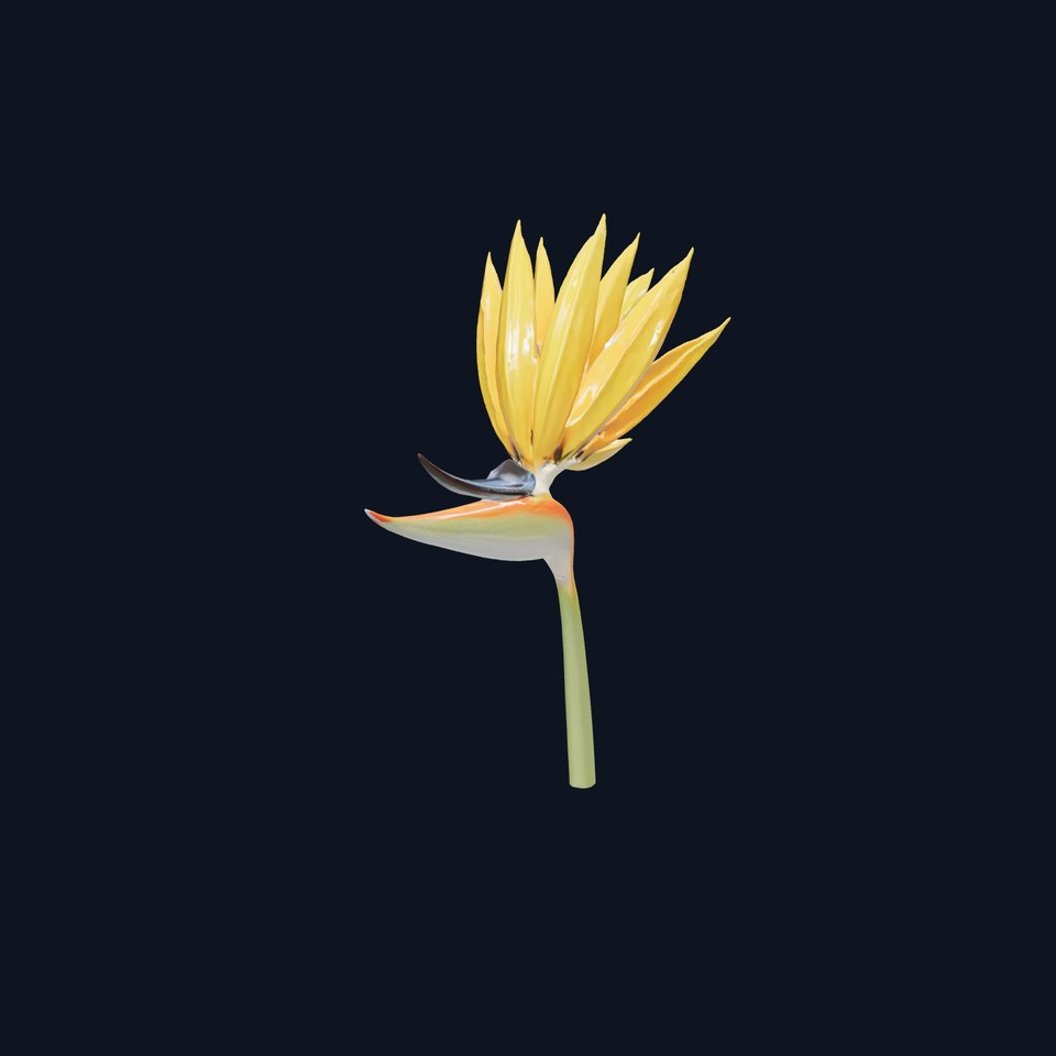 Radiant Strelitzia Yellow Flower model pack