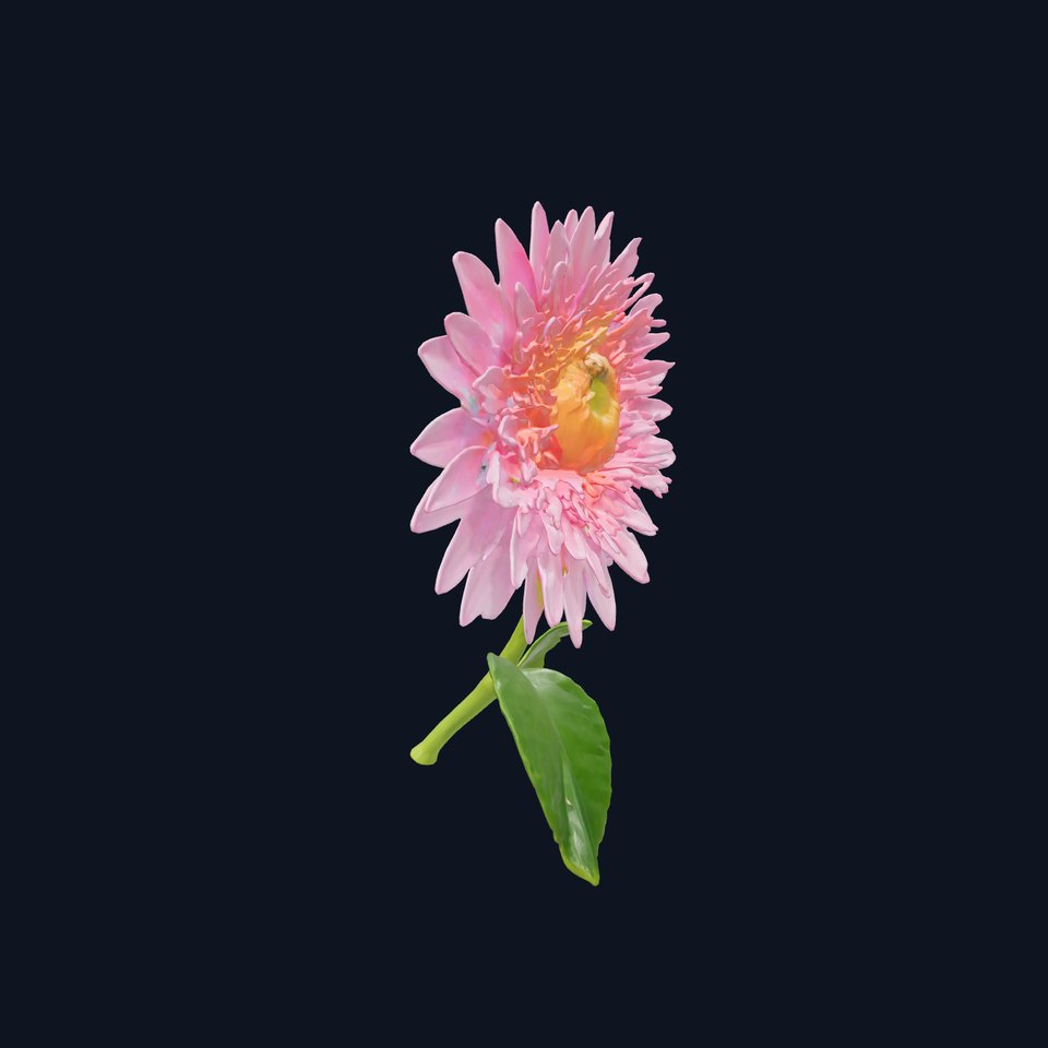 Chrysanthemum Pink Blossom Realistic Flower model pack
