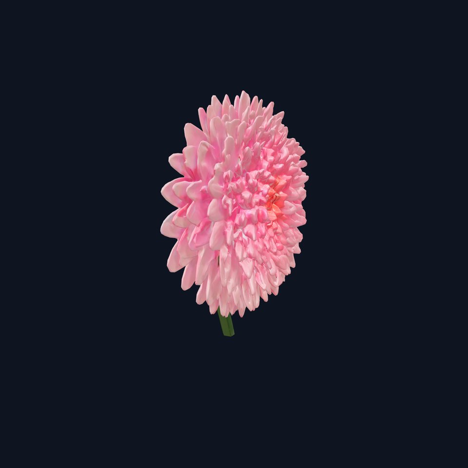 Chrysanthemum Double Lush Blooms model pack