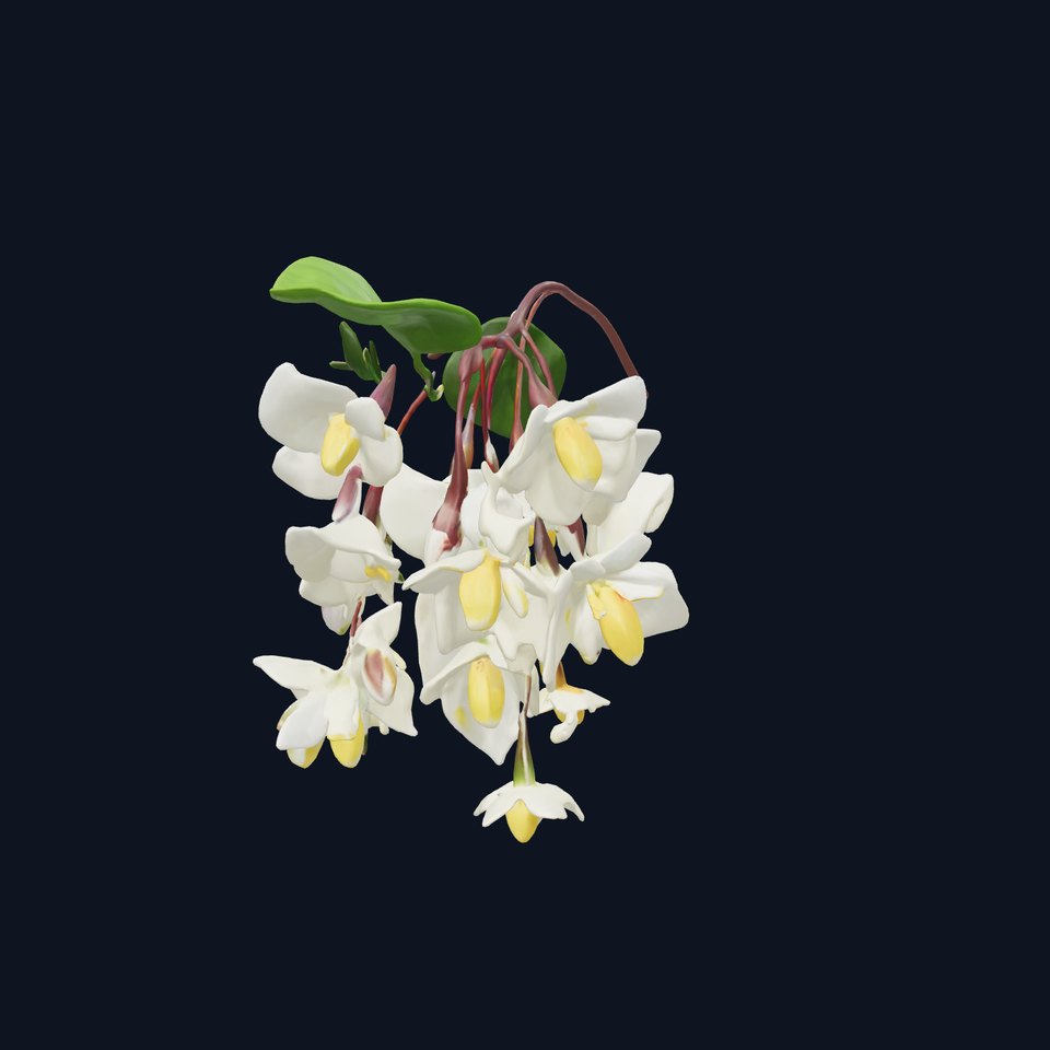 White Wisteria Snow-White Petals Floral model pack