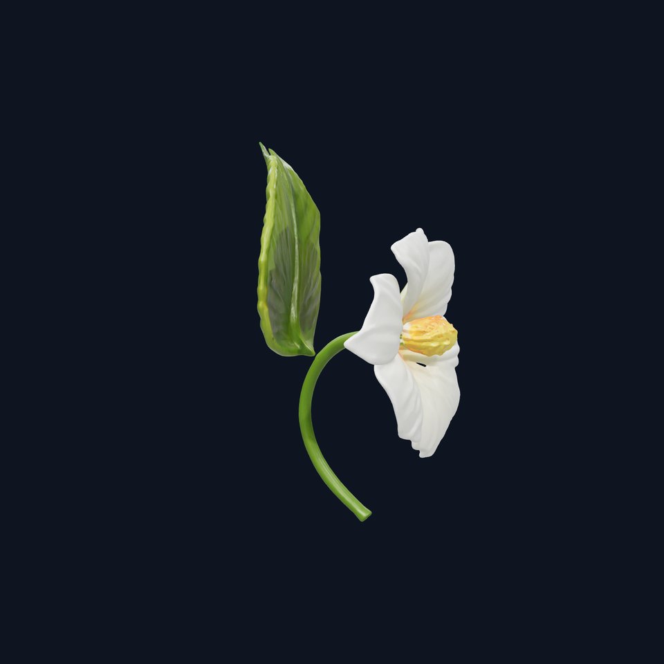 Ipomoea Flower Collection 3D model pack