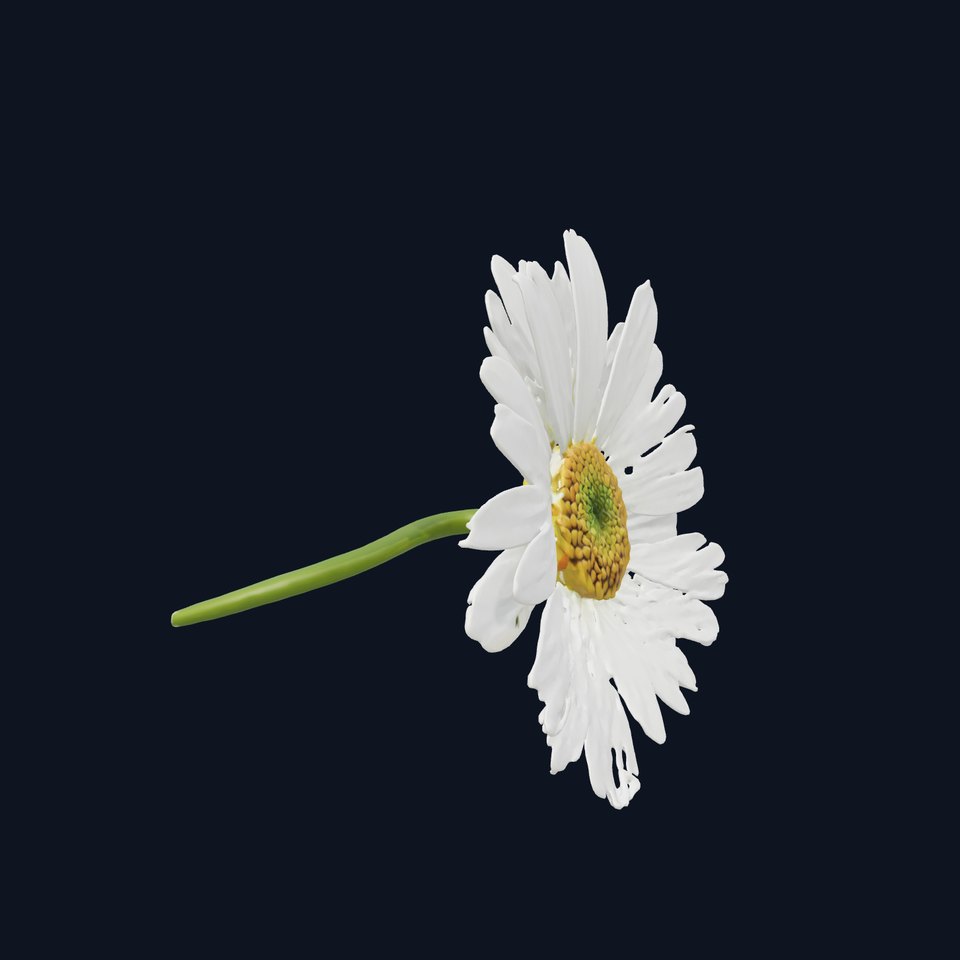 Aster White Pristine Flower Detailed Model Pack