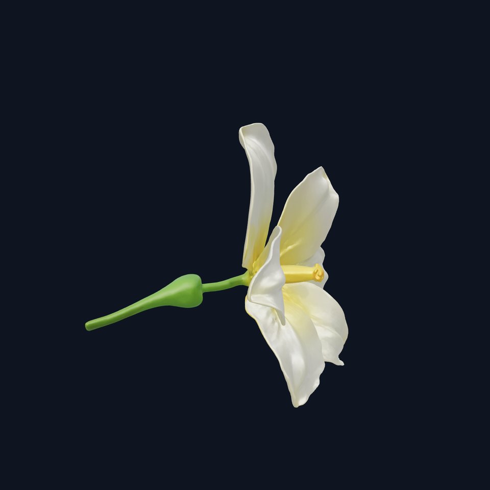 Freesia White Flower Realistic Texture model pack