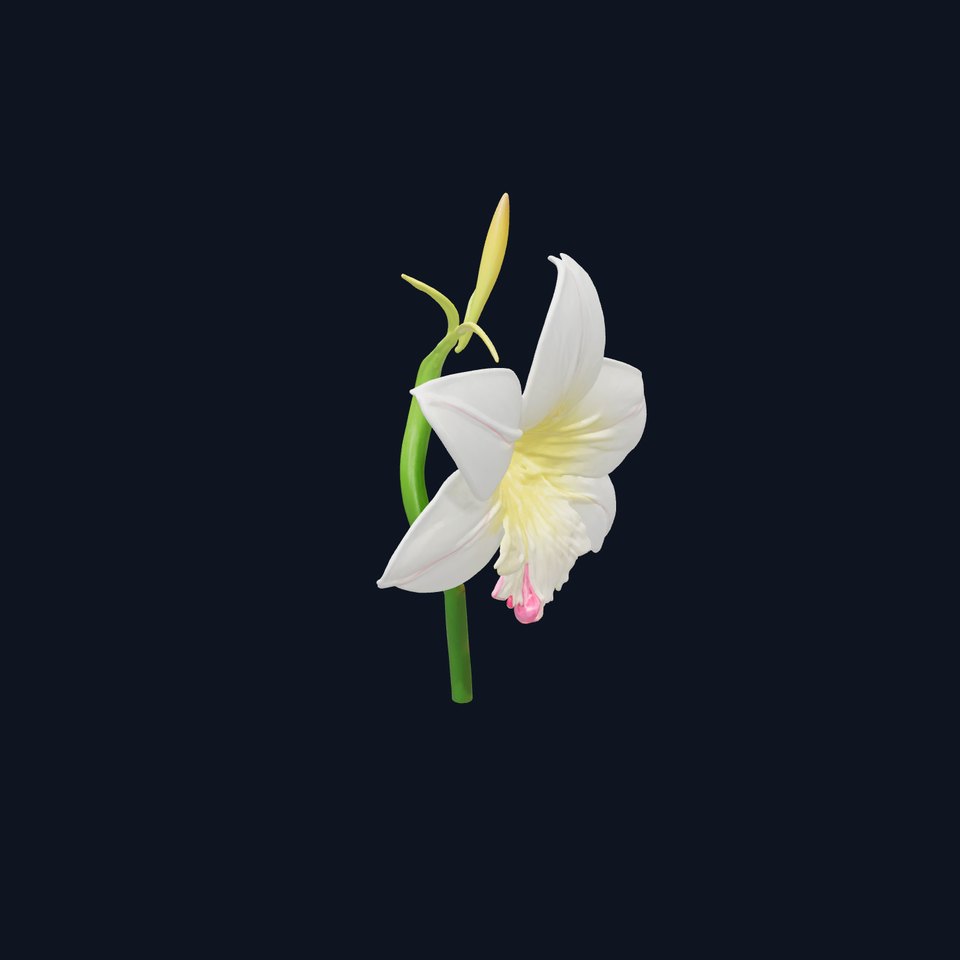 Freesia Grandiflora Large Blooms Model Pack