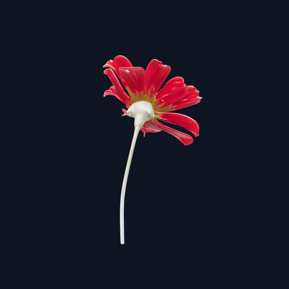 Lavandula Red Flower Detailed Botanical Model Pack