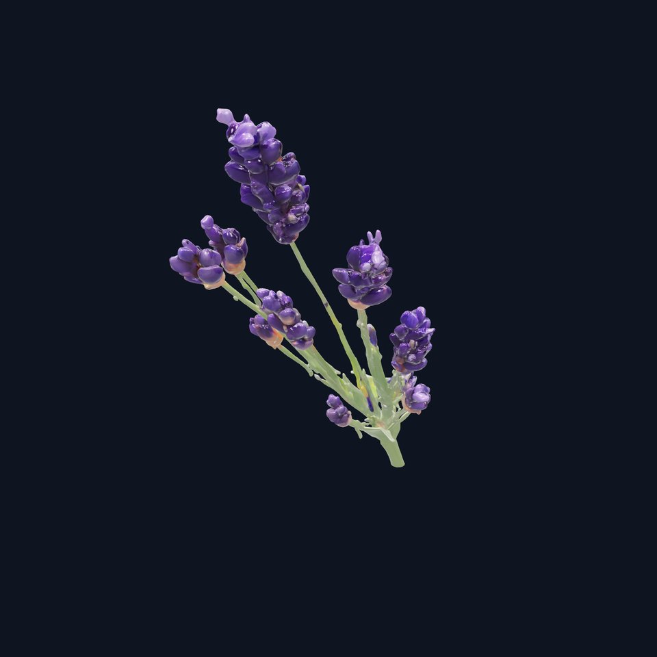 Lavender Flower Detailed Sculpture model pack