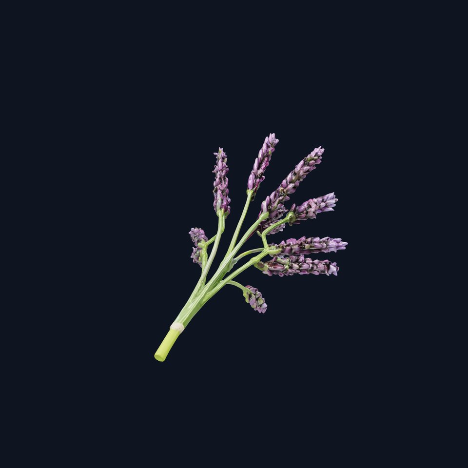 Realistic Lavender Plant Diversity model pack