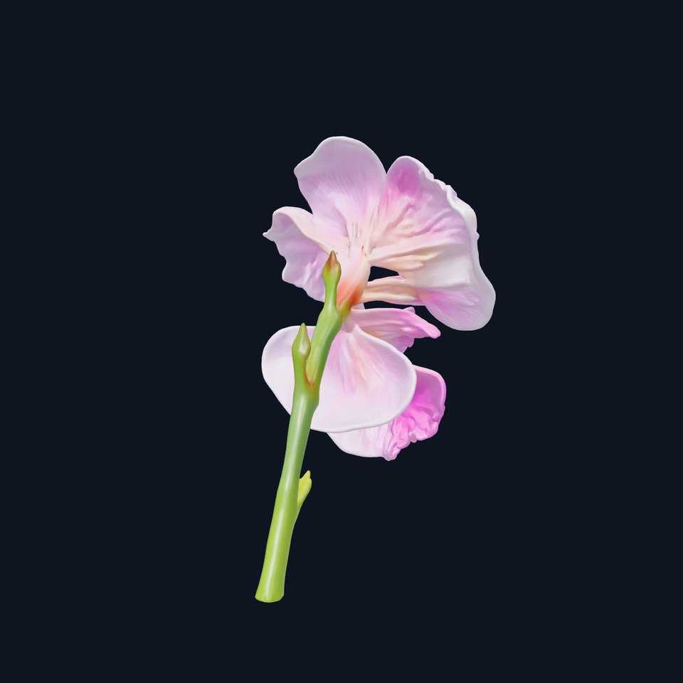 Freesia Double Bloom Realism model pack