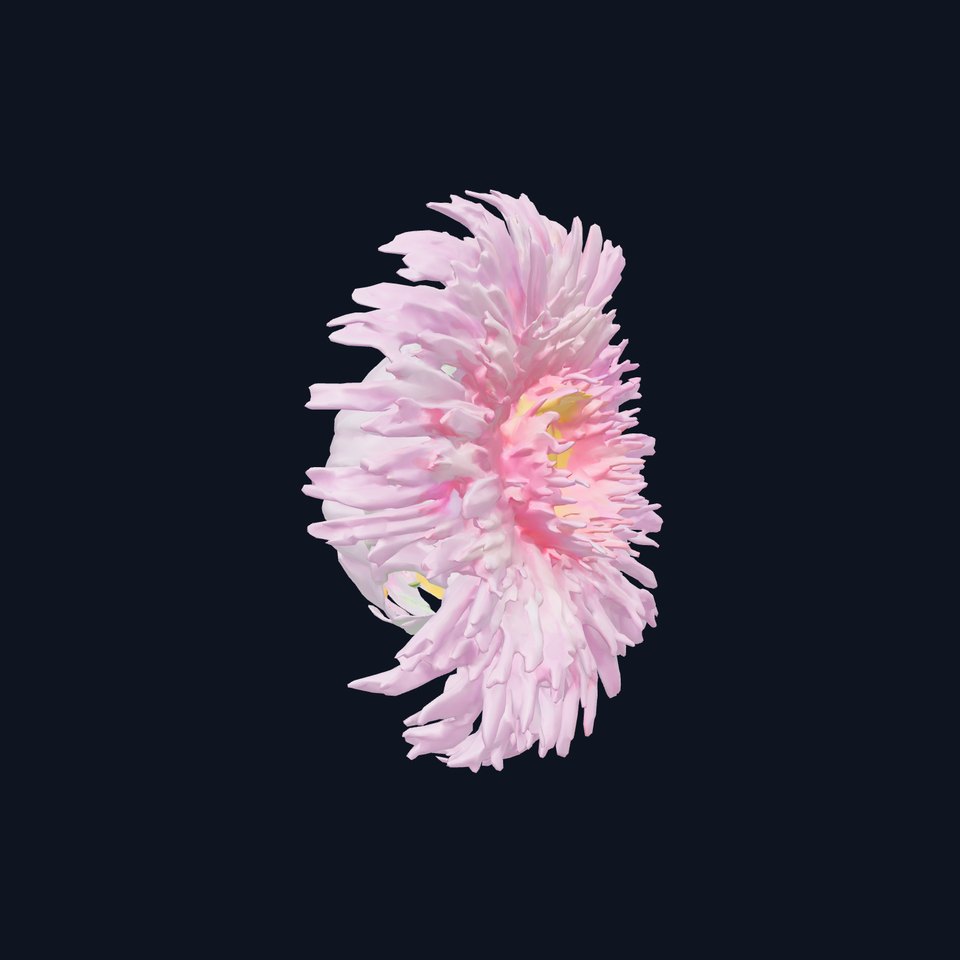 Aster Grandiflora Large Bloom Model Pack