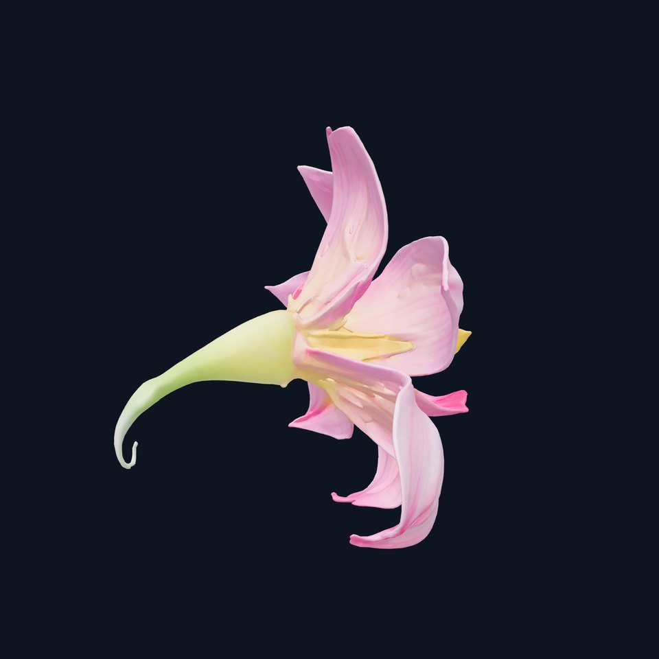 Freesia Pink Flower Natural Details Model Pack