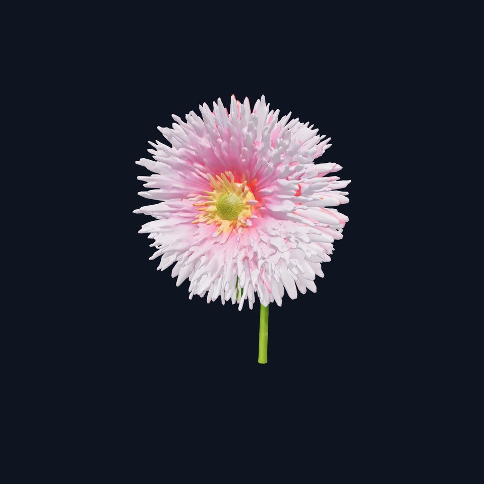 Aster Double Flower Detailed Model Pack