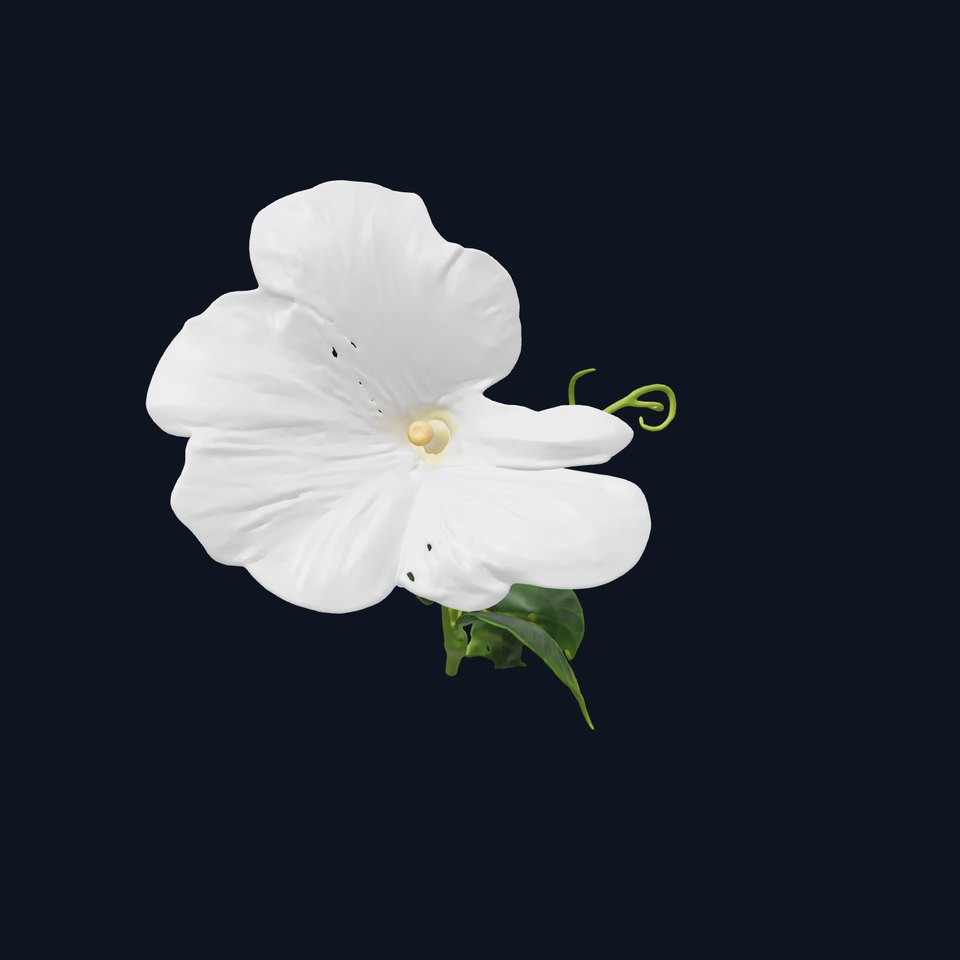 Ipomoea White Flower Model Pack