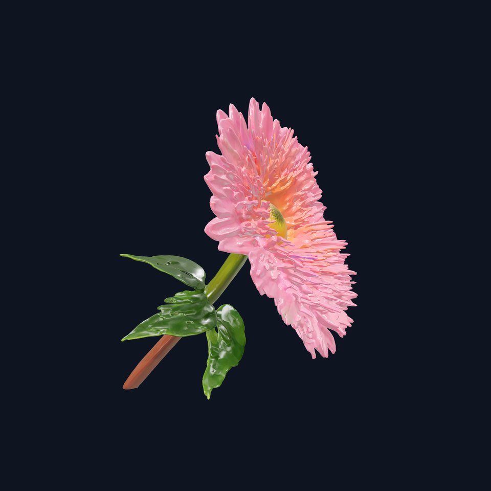 Chrysanthemum Pink Blossom Realistic Flower model pack