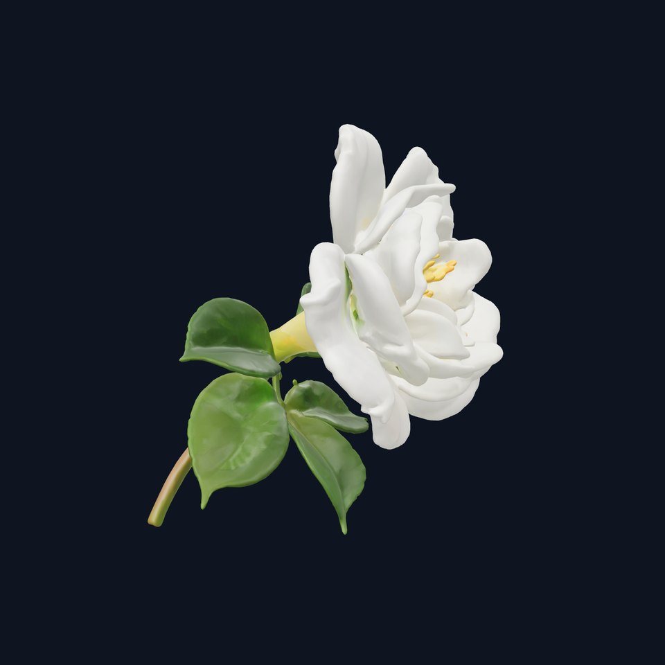 White Rose Blossom Realistic Flower model pack