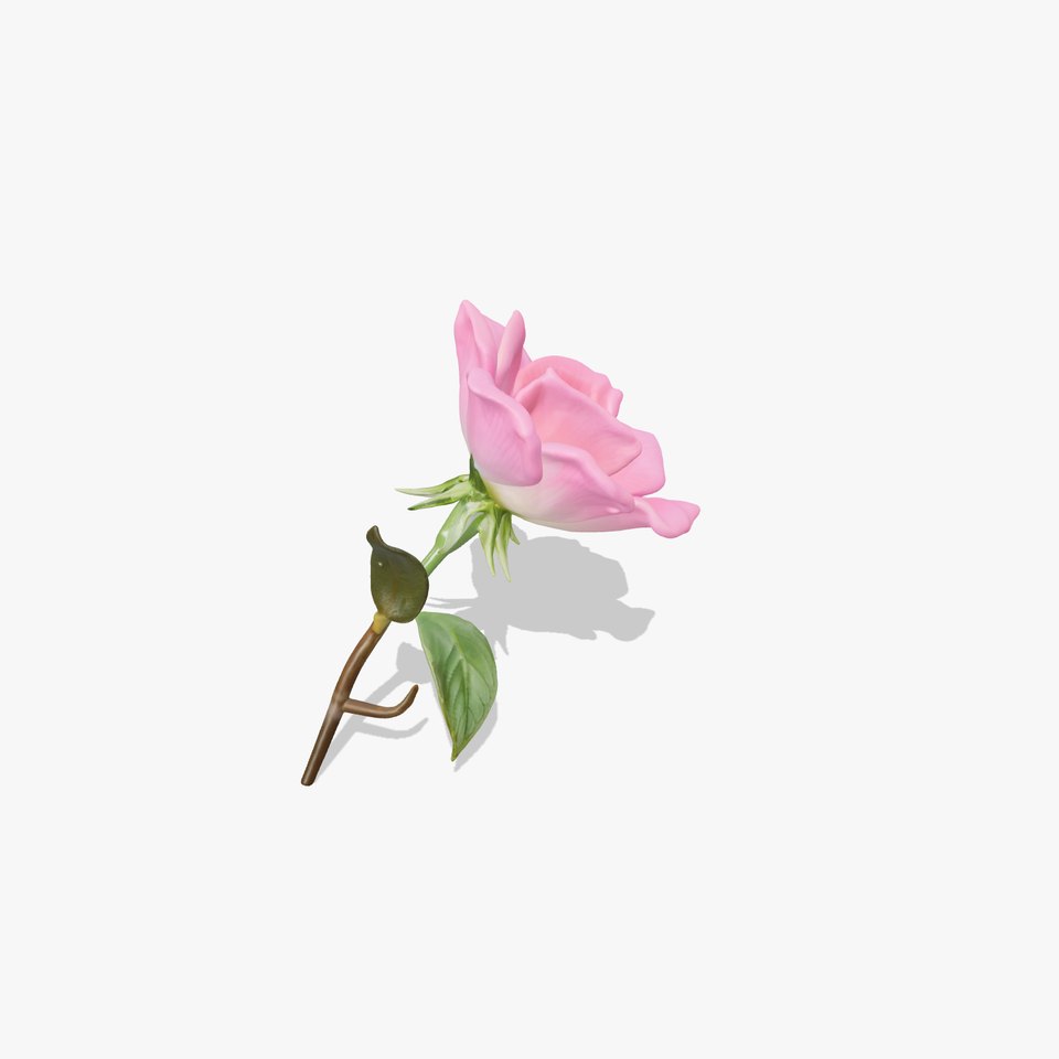 Rosa Pink Flower Petals Blossom model pack