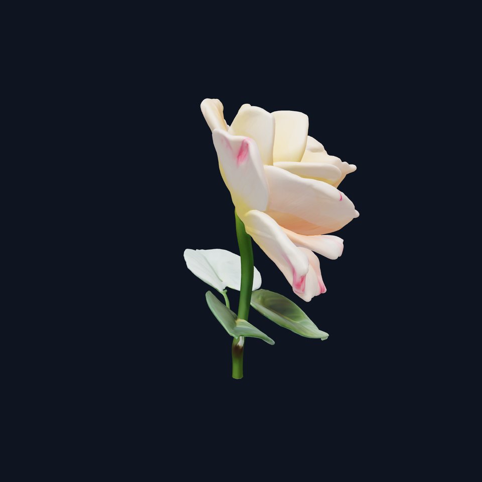 Rosa Double Bloom Model Pack