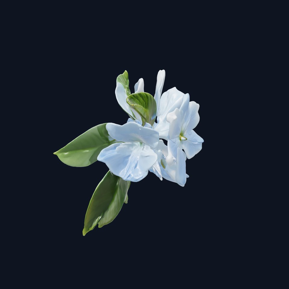 Lonicera Bicolor Floral 3D Model Pack