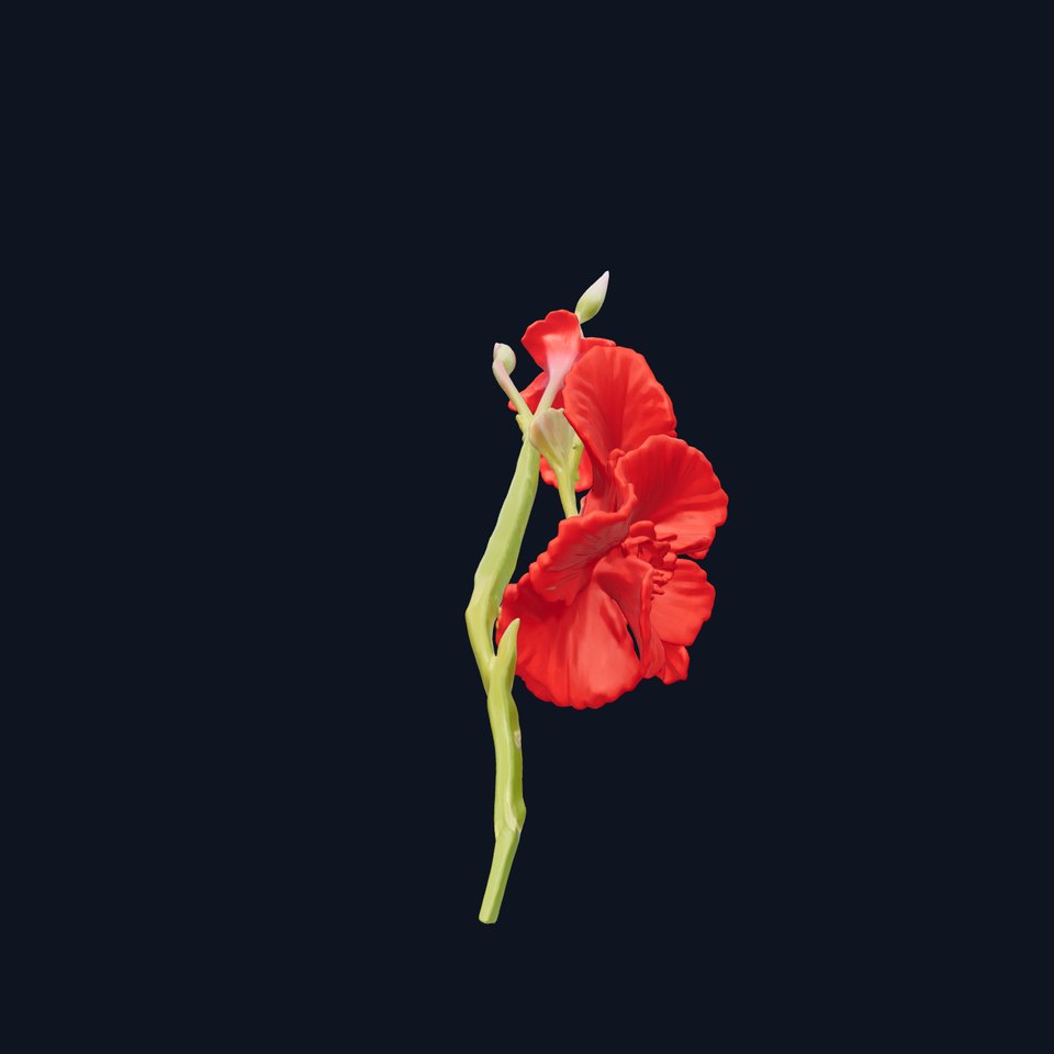 Gladiolus Red Bloom model pack