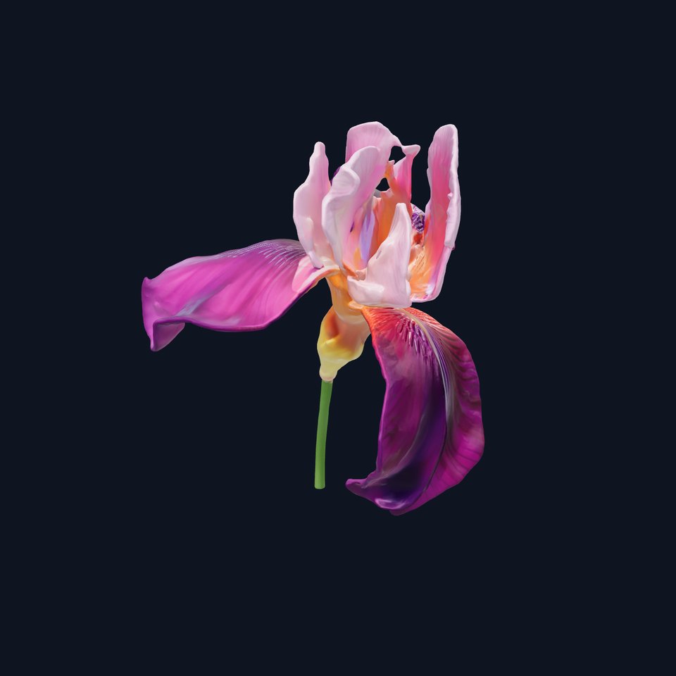 Graceful Iris Floral Sculpture model pack