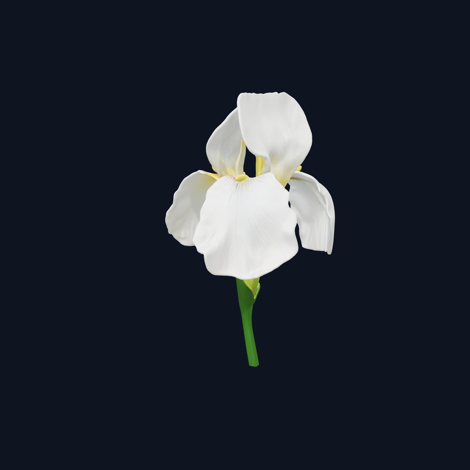 Iris White Flower Detailed Sculpture model pack