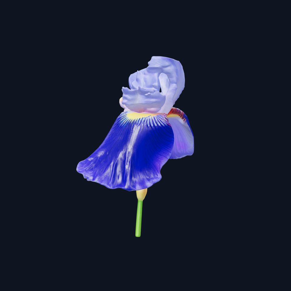 Elegant Blue Iris Flower 3D Model Pack