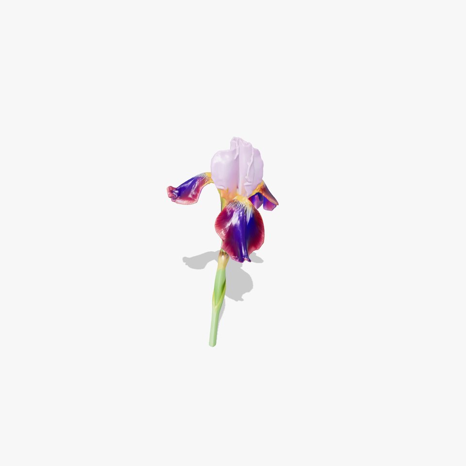 Dwarf Iris Bloom Miniature Elegance model pack