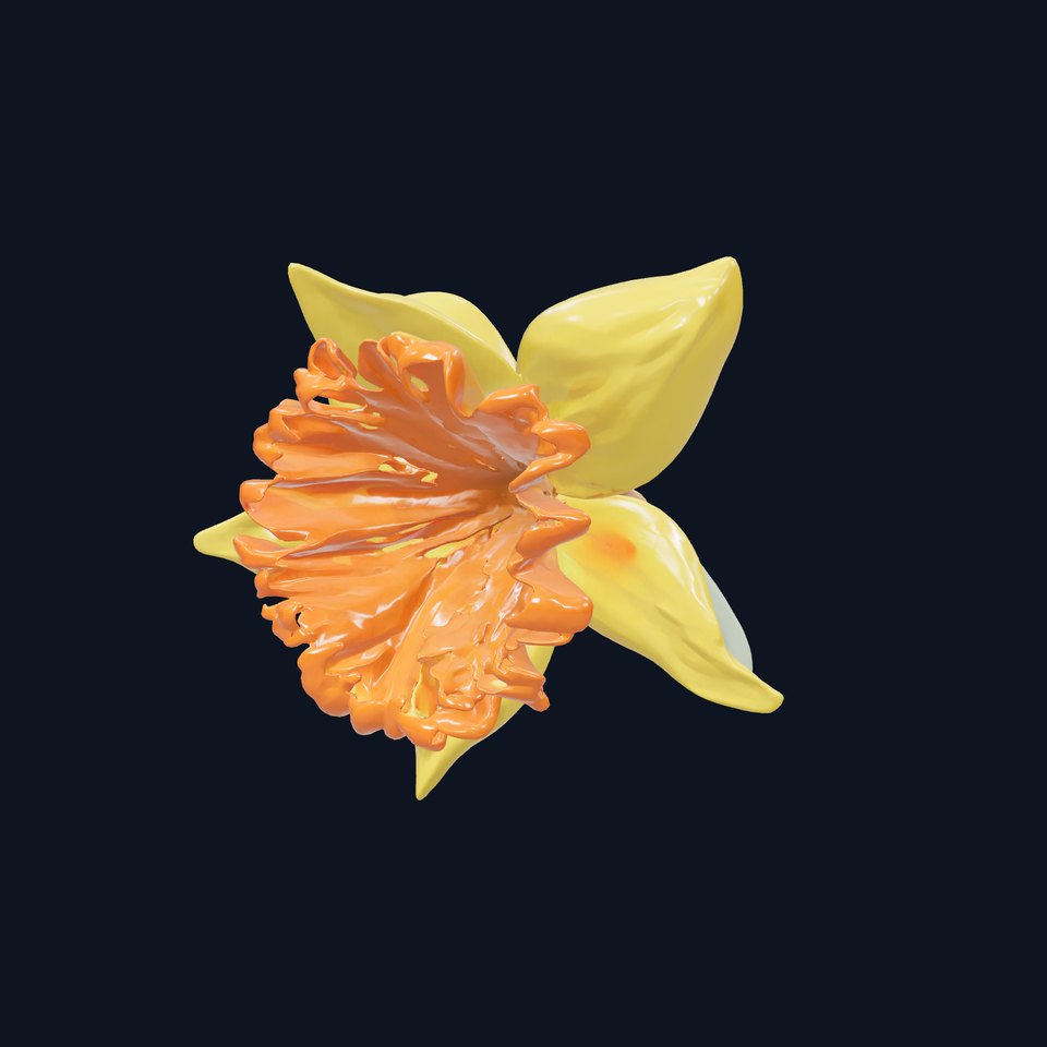 Yellow Narcissus with Apricot Trumpet model pack