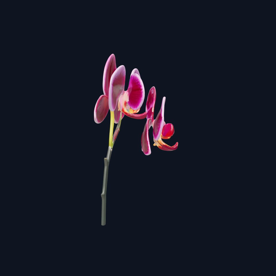 Elegant Cymbidium Orchid Flowers 3D Model Pack