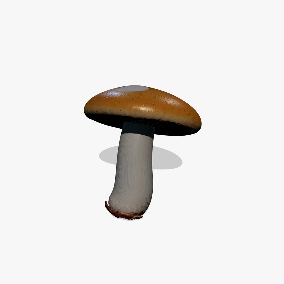 Young Boletus Mushroom Collection model pack
