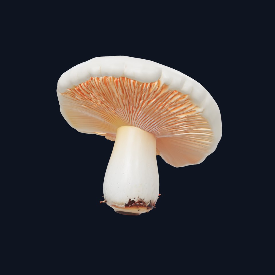Classic Mushroom Realistic Detail model pack