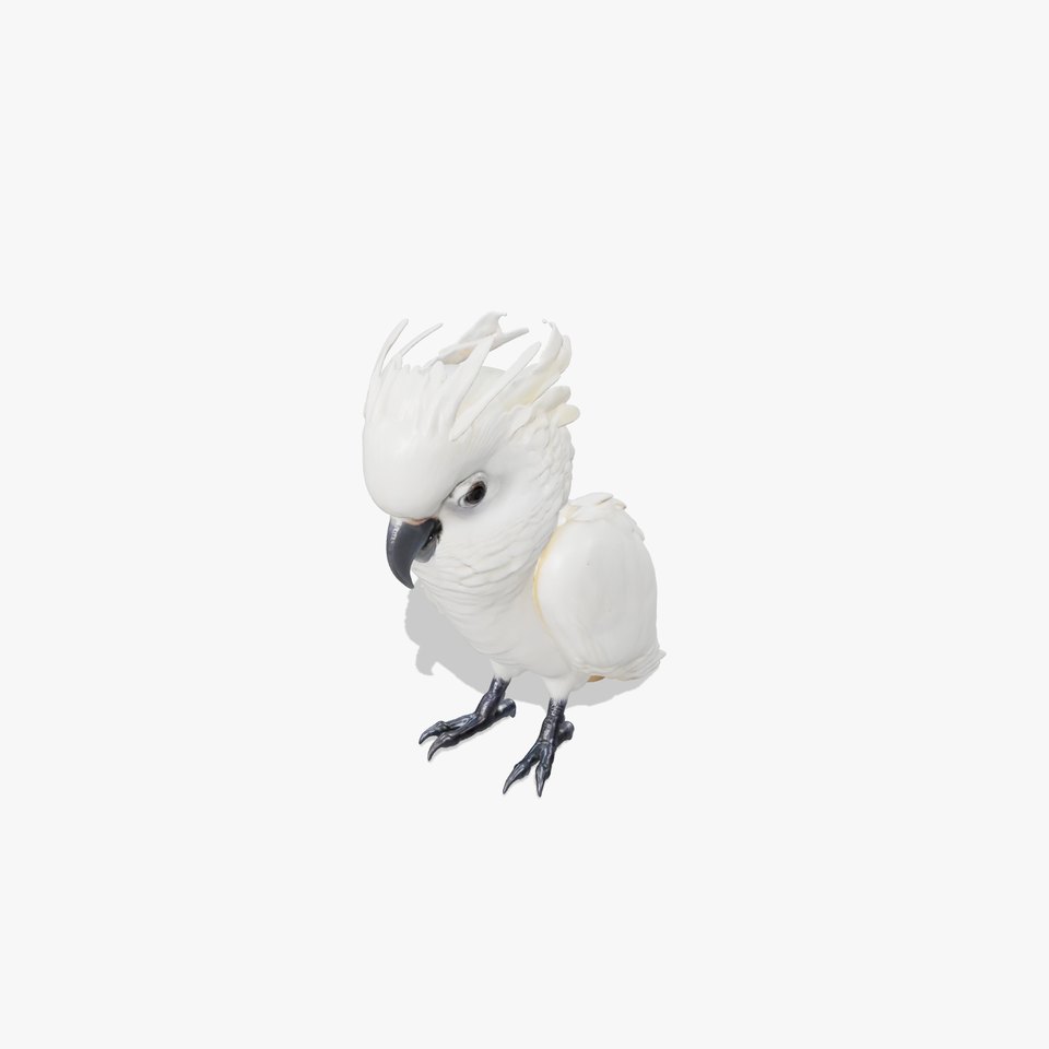 Cockatoo Bird Realistic Feather Details model pack