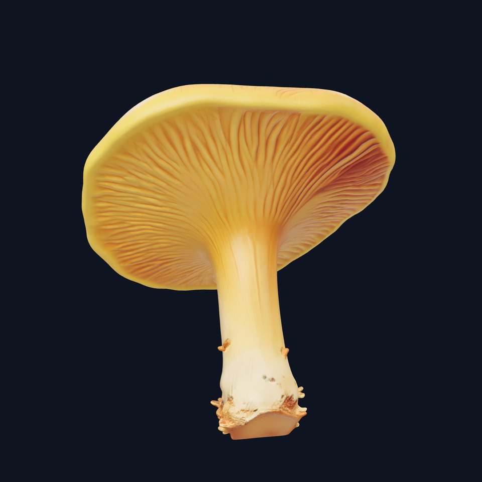 Pine Chanterelle Mushroom 3D Model Pack