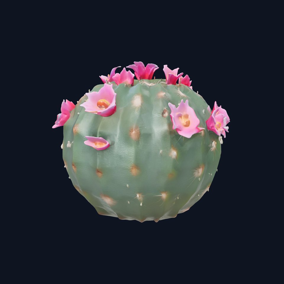 Compact Mammillaria Cactus with Pink Flowers model pack