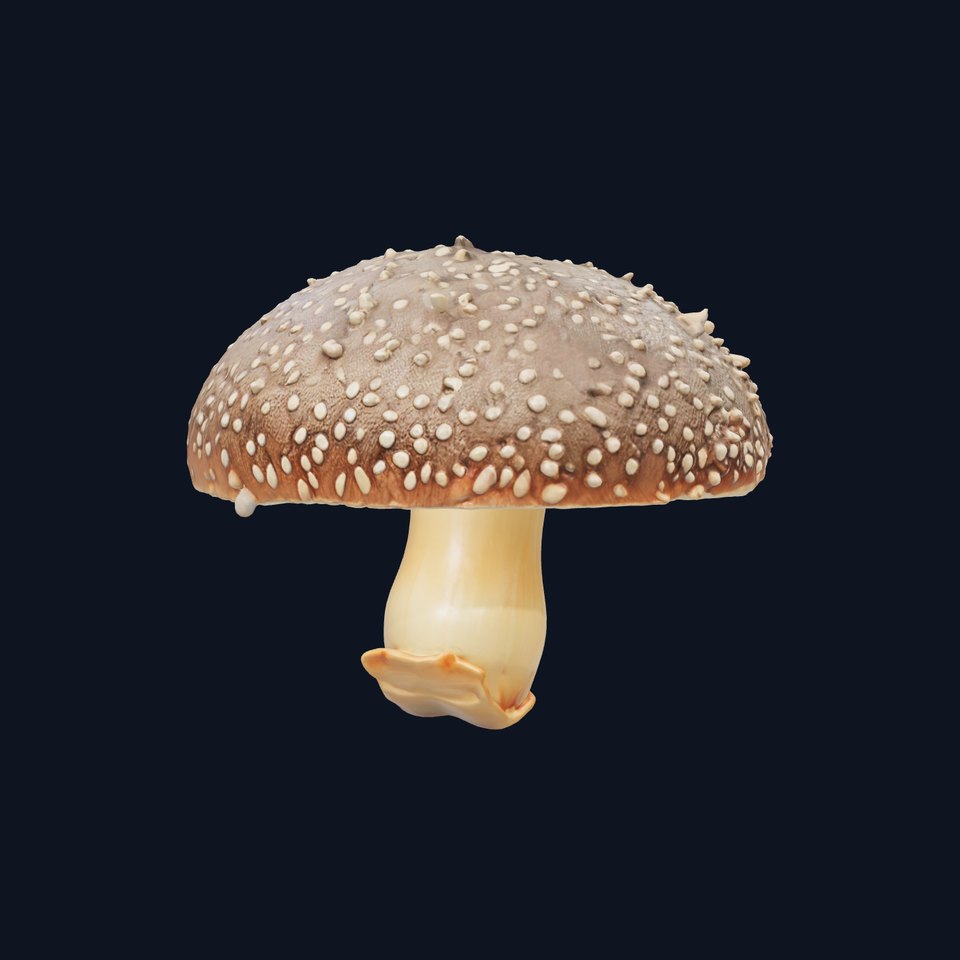 Suillus Granulatus Mushroom Detailed Model Pack