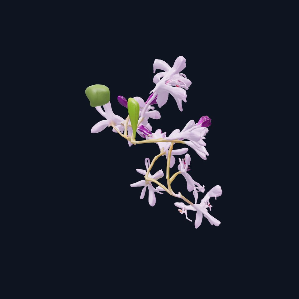 Vibrant Water Hyacinth Plant D model pack