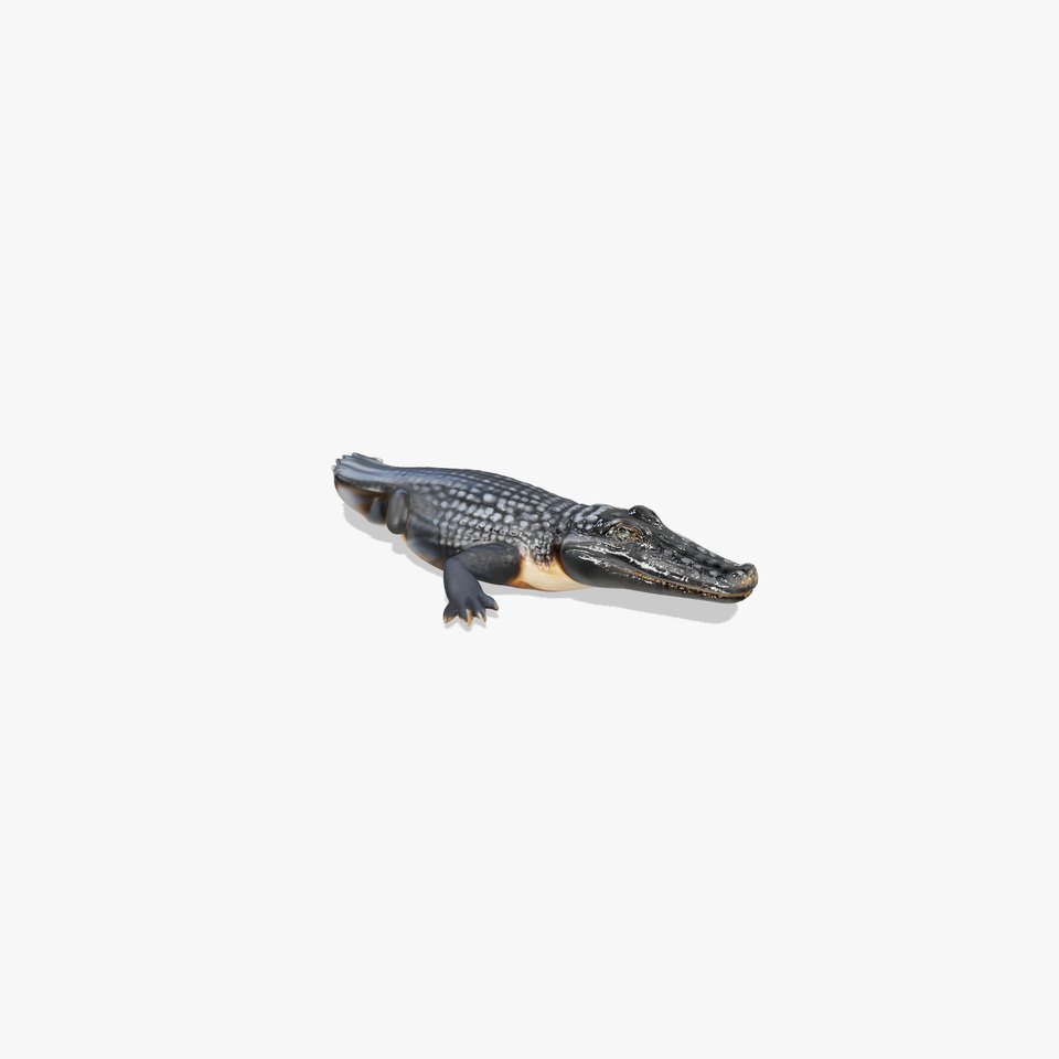 Chinese Alligator Realistic Model Pack