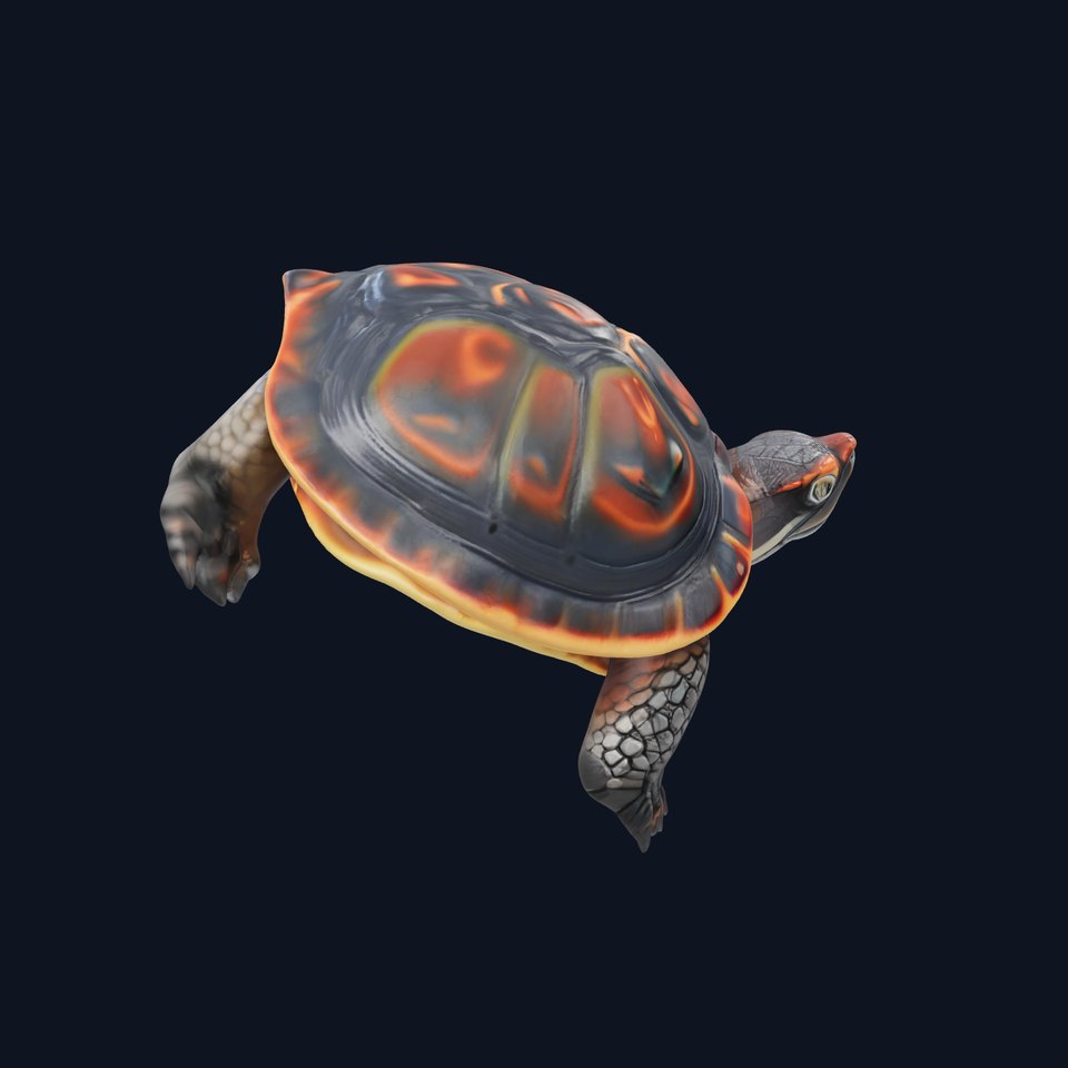 European Pond Turtle Realistic D Model Pack