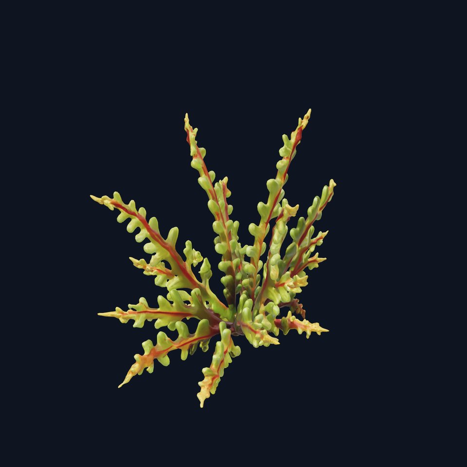 Platycerium Deer Antler Fern model pack