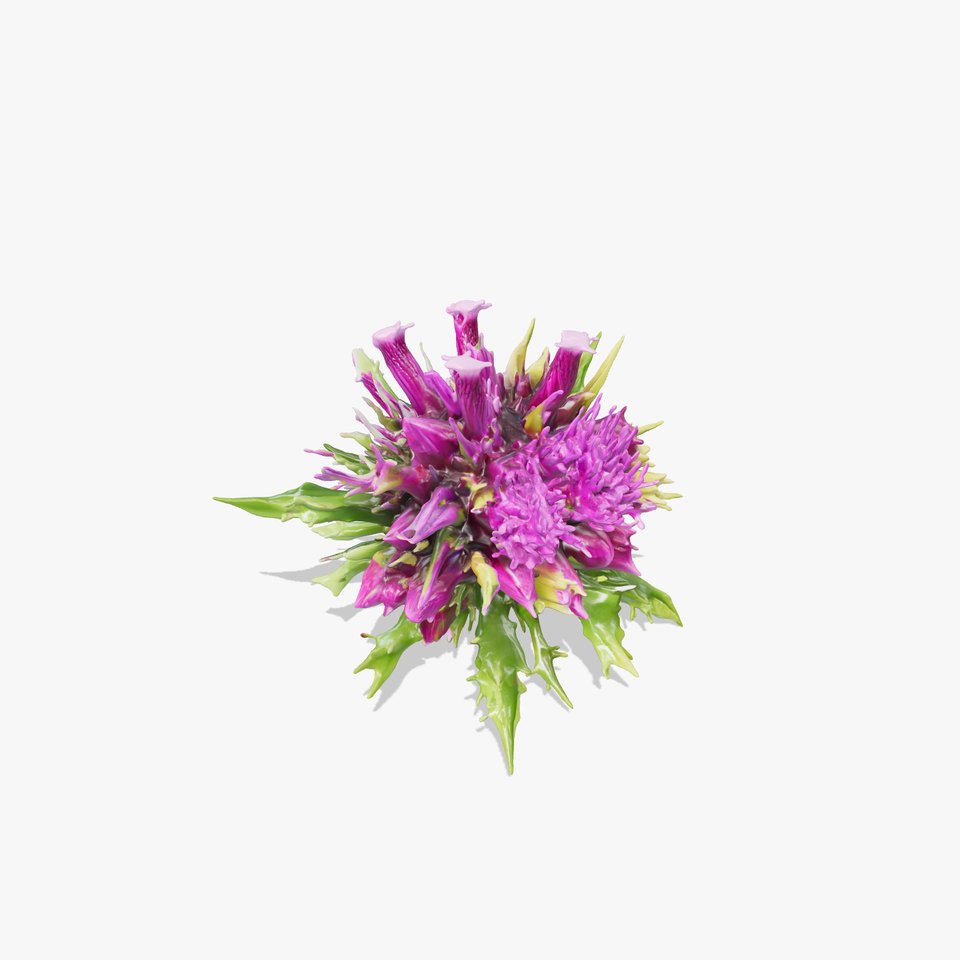 Onopordum Acanthium Floral Detail Model Pack