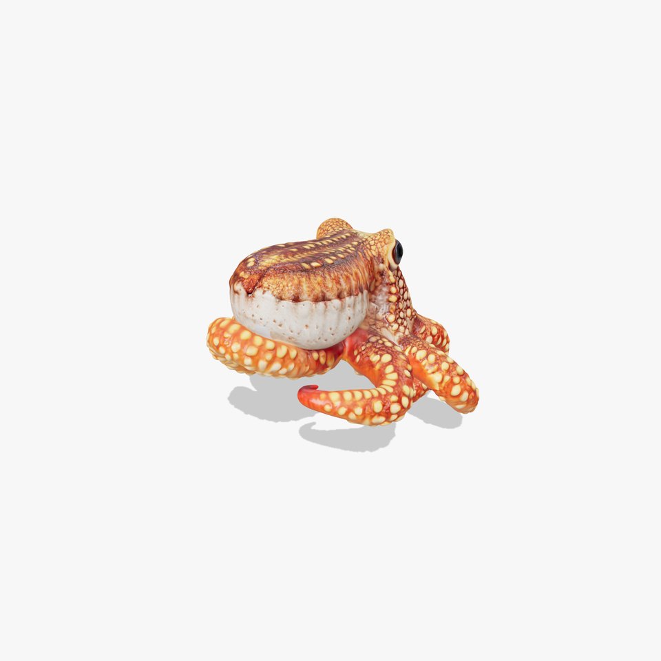 Cistopus Indicus CrabEating Octopus Model Pack