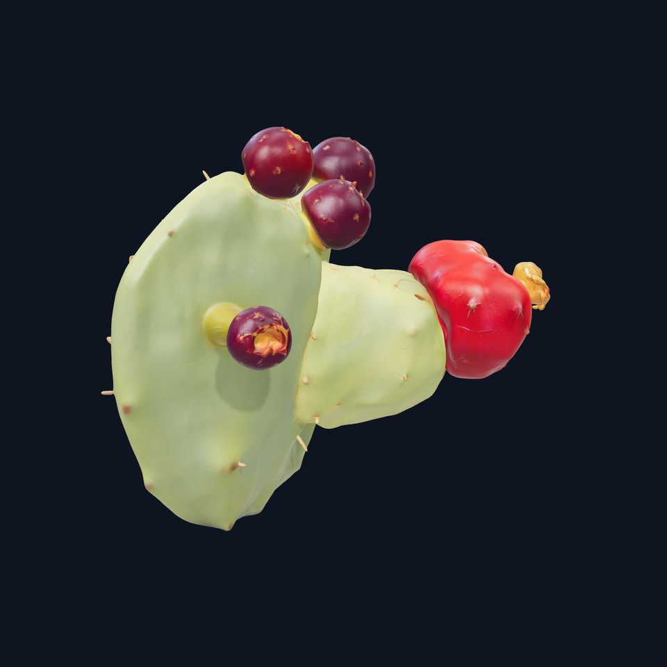 Opuntia Cactus with Fruit D Model Pack