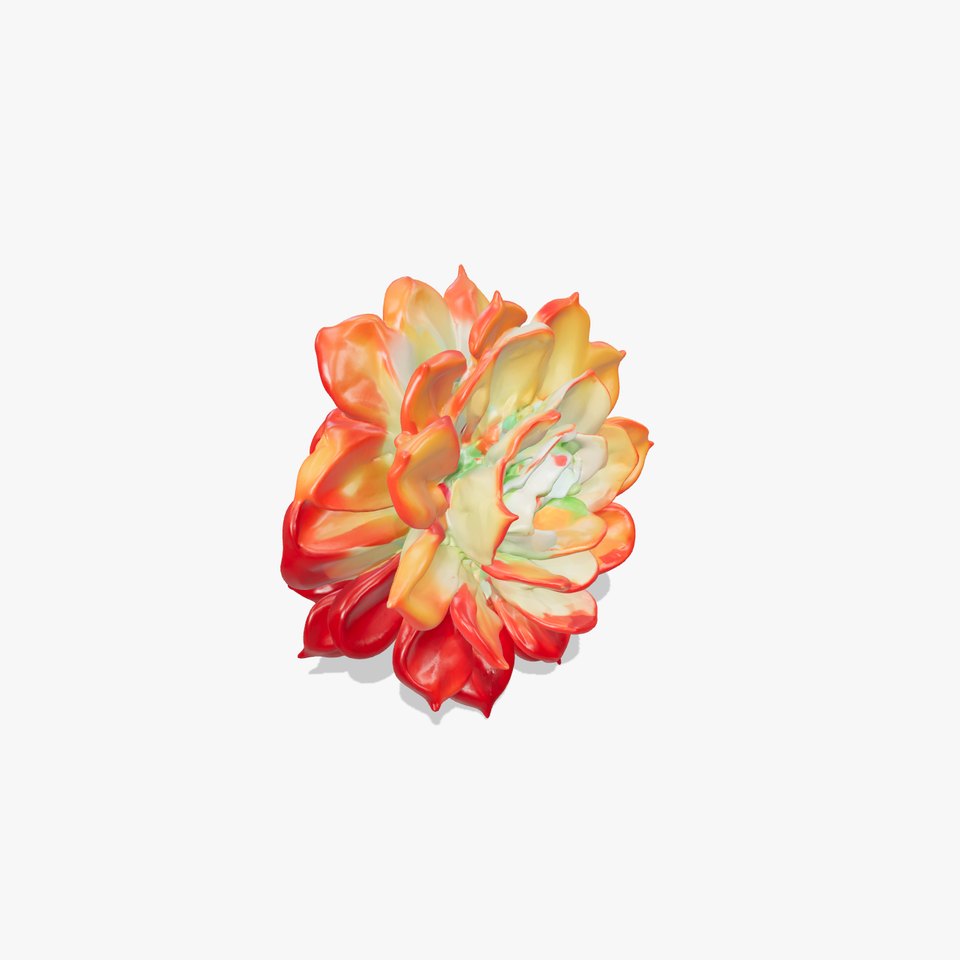 Rainbow Echeveria Succulent Model Pack