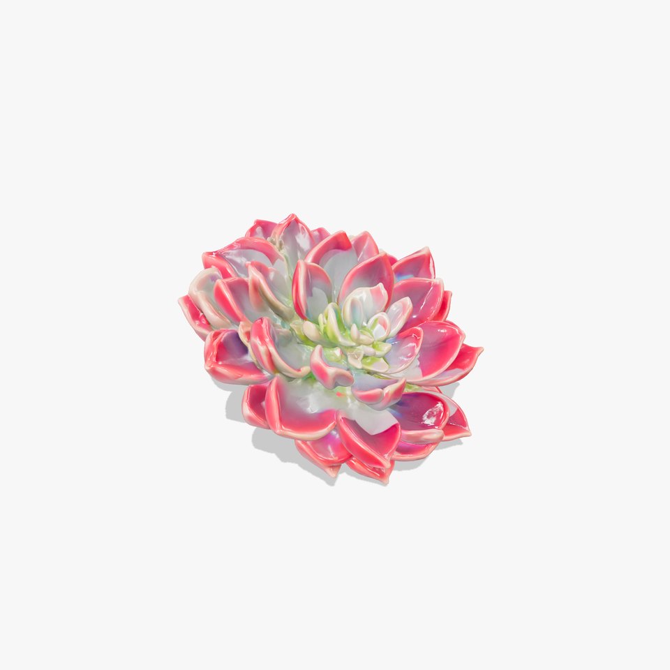 Lola Echeveria Succulent Plant model pack