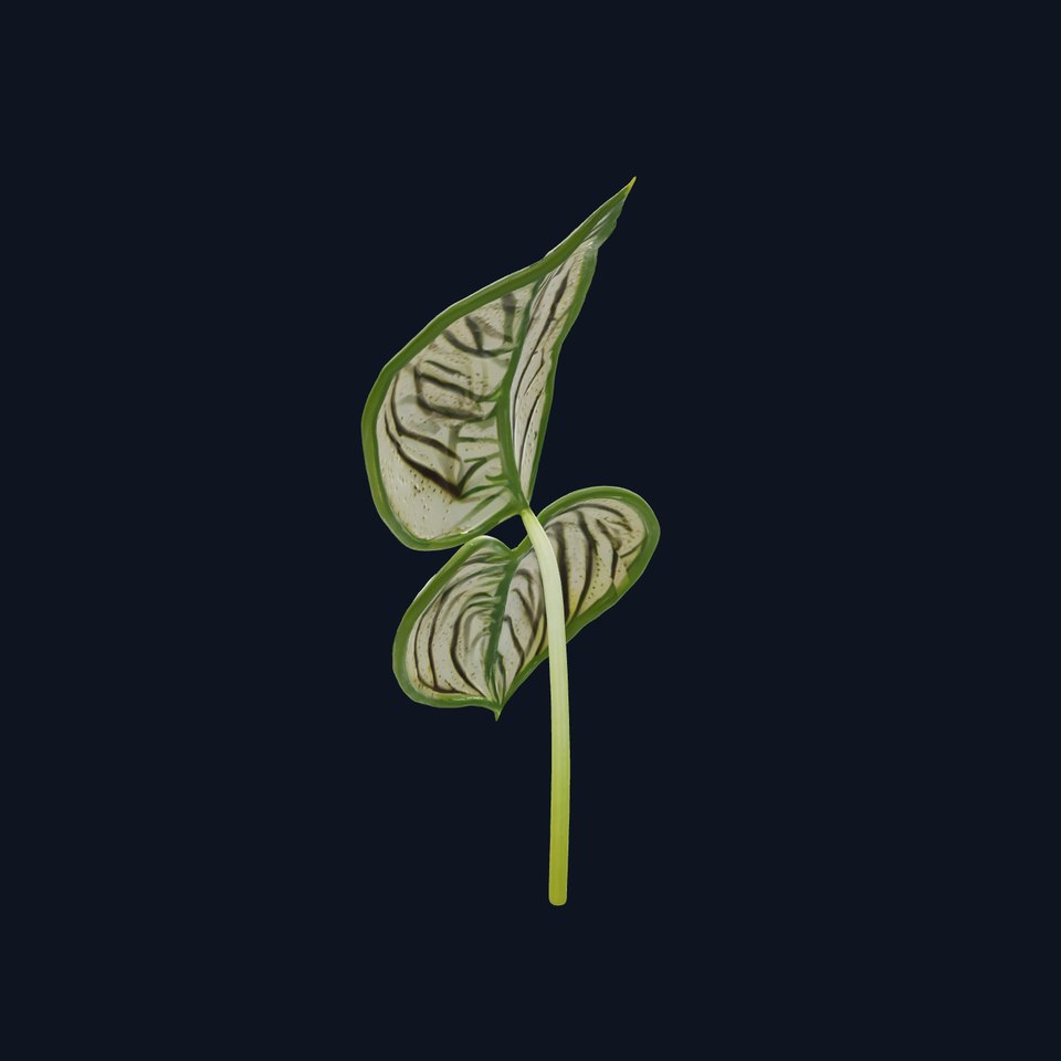 Tropical Leaf Plant Realistic Model Pack