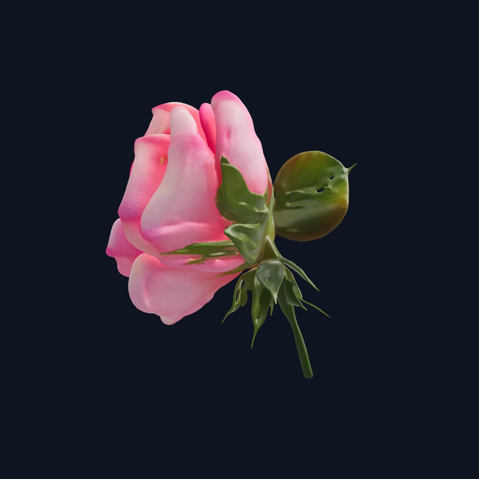 Realistic Pink Rose Blossom model pack