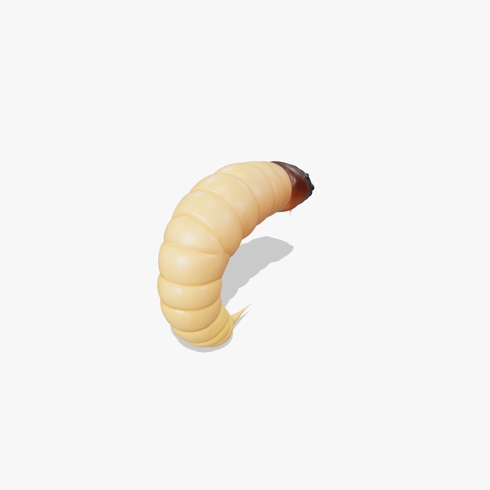 Realistic Insect Larva Model Pack for Games and Animation